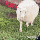 Hopping On The Car Sheep GIF - Hopping On The Car Sheep Viralhog GIFs