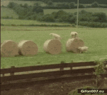Sheep Counting Sheep GIF - Sheep Counting Sheep Jump GIFs