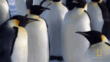 On My Way National Geographic GIF - On My Way National Geographic Penguins GIFs