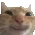 a close up of a cat 's face on a white background .