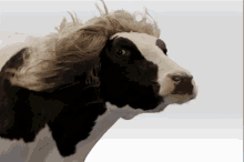 spaghetti agency send the cow windy hair animal
