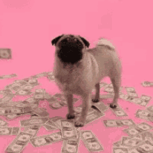 Pugs And Money Rich GIF - Pugs And Money Rich Make It Rain GIFs