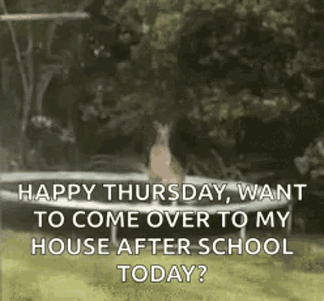 Funny Animals Happy Thursday GIF - Funny Animals Happy Thursday After  School - Discover & Share GIFs