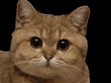 Cat Cute Cat GIF - Cat Cute Cat Wallpaper GIFs