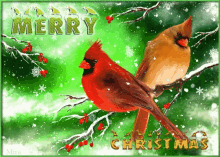 Merry Christmas Cardinal GIF - Merry Christmas Cardinal Snowing GIFs