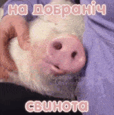 a person is holding a stuffed pig with the words cbuhota written on it