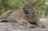 Leopard Panting GIF - Leopard Panting GIFs
