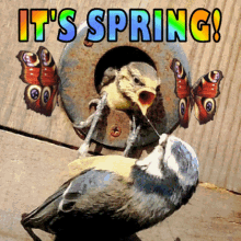 Its Spring Spring Is Here GIF - Its Spring Spring Is Here Spring Time GIFs
