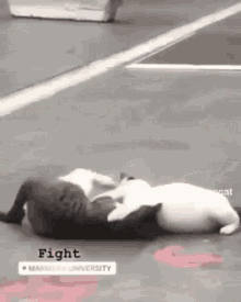 Figth Cats Cat GIF - Figth Cats Cat Funny Cat GIFs