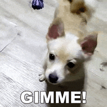Gimme Licking Lips GIF - Gimme Licking Lips Expecting GIFs