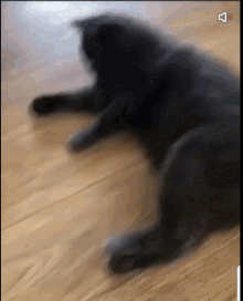 Cat Kick GIF - Cat Kick Move GIFs