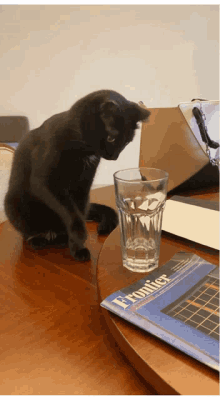 Cat Cat Meme GIF - Cat Cat Meme Glass GIFs