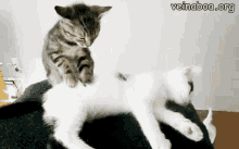 This Is Nothing A Good Massage Wont Fix Massage GIF - This Is Nothing A Good Massage Wont Fix Massage Cat GIFs