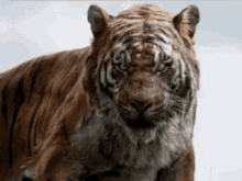 Tiger Angry GIF
