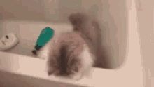 Startled Gasp GIF - Startled Gasp Cat GIFs