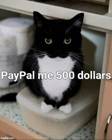 a black and white cat sits in a drawer with the words paypal me 500 dollars written below it