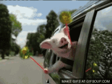 Wee Pig GIF - Wee Pig GIFs