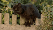 Cute Cat GIF - Cute Cat Roar GIFs