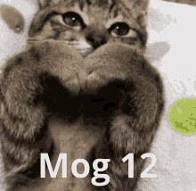 mog 12 cat mog12 mogcat
