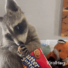 Eating Raccoon GIF - Eating Raccoon Viralhog GIFs