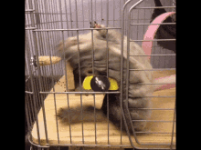 Chinchilla Playing In Cage GIF - Chinchilla Playing In Cage Fun GIFs