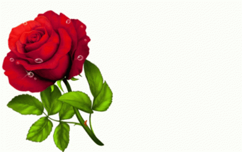 Red Rose Rose GIF - Red Rose Rose Flower - Discover & Share GIFs