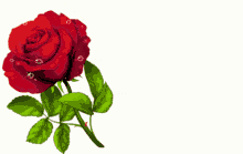 Red Rose Rose GIF - Red Rose Rose Flower GIFs