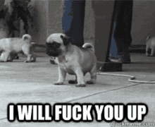 Pug I Will Fuck You Up GIF - Pug I Will Fuck You Up Cute GIFs
