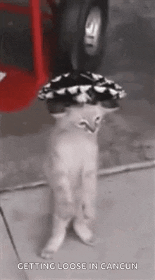 Cat Dancing GIF - Cat Dancing Mexican Cat GIFs