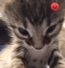 a close up of a kitten 's face with an angry face on its head .