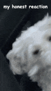 Tubby Dog GIF - Tubby Dog GIFs