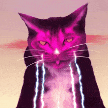 Quantum Cats GIF - Quantum Cats GIFs
