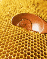Honey Honey Comb GIF - Honey Honey Comb Bee Hive GIFs