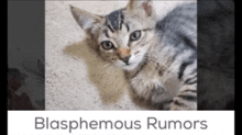 Rumors Cat GIF