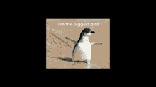 Imdabiggestbird GIF - Imdabiggestbird GIFs