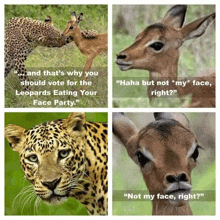 a collage of four pictures of leopards and deer with the caption " and that 's why you should vote
