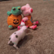 pig piglet attack fiesty angry