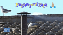 a seagull on a roof with the words pregare per il papa