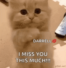 Miss You Cat GIF - Miss You Cat GIFs