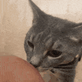a close up of a cat licking someone 's leg
