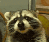 Raccoon GIF - Raccoon GIFs