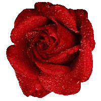 a close up of a red rose with glitter on it
