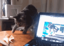 Cat Jump GIF - Cat Jump Scared GIFs