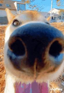 Shiba Inu Dog GIF - Shiba Inu Dog Shiba GIFs