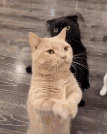 Slap Cat GIF