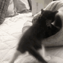 kittens gorgar xenon fight