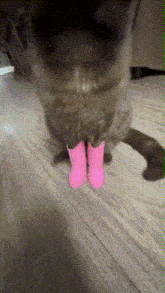 Cat Cat With Boots GIF - Cat Cat With Boots Very Interesting Cat GIFs