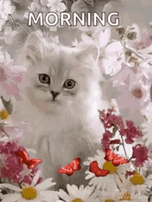 Good Morning Kitten GIF - Good Morning Kitten Cute GIFs