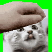 Cat Pet Hand Cat Pet GIF - Cat Pet Hand Cat Pet GIFs