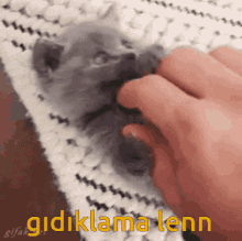 Kedi Cat GIF - Kedi Cat Gıdıklama GIFs
